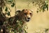 Cheetah 1