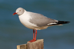 Grey-headed Gull portfolio