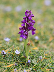 Early Purple Orchid