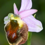 Hornet Ophrys (Ophrys crabronifera  also known as Ophrys argolica subsp crabronifera)