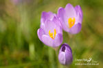 Nature 62