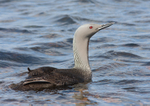 Red-throated Diver - Gavia stellata RPNP0059