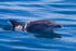 0A3A0708 Dolphin