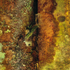 Treescape