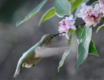 Anna's Hummingbird on Daphne