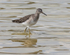 Wood Sandpiper.