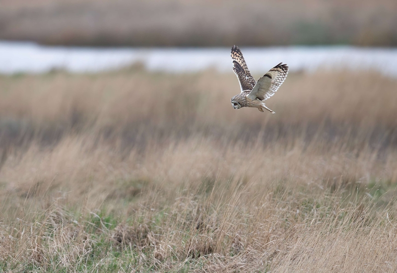Short Eared Owl
