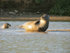 Seal in the Sunshine