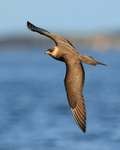 Arctic Skua adult dark morph in flight, Flatanger, Norway