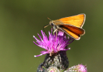 Small Skipper