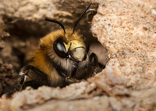 Male Hairy-footed Flower Bee ([i]Anthophora plumipes[/i]), emerging from a nest burrow in an old stone wall. Warwicks…
