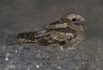 Nightjars portfolio