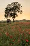 Poppy field near Hassop (4)