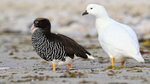 Kelp Geese (male and female), Carcass Island, Falklands