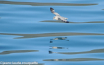 Fulmar