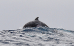 Dauphin de Risso