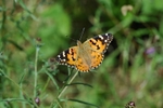 Painted Lady