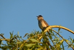 Blackcap