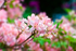 Pink Rhododendron - DSC_7146_00009