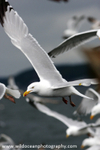 SBG012: Herring Gull