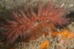 Actinia fragacea