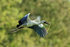 Flying Asian Openbill carrying foliage, Gao Giong, Vietnam
