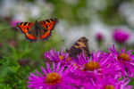 In the world of Butterflies