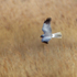 Hen Harrier (male) hunting over the reeds