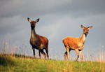Red Deer _AN052