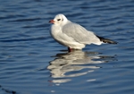 Black-headed Gull