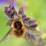 Large Bee fly (Bombylius major)