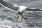 SGB004: Gull with spurdog