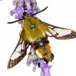 Broad-bordered Bee Hawk-moth (Hemaris fuciformis)