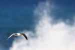 Hartlaub's Gull in flight, breaking wave background, South Africa