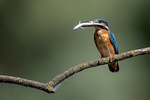 Kingfisher