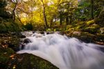 Autumn Forest