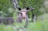 Elk (Moose)