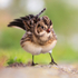 Lapland Bunting ruffling its feathers