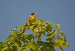 Black-headed Bunting