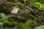 Willow Warbler (Phylloscopus trochilus) with snack!