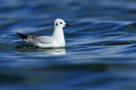 Bonaparte's Gull on water, Farmoor Reservoir