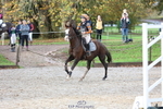 Saturday 15th Unaffiliated Arena Eventing - Click to View portfolio