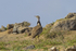 Houbara Bustard