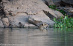 Jaguar swimming
