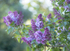 16th April Lilac Flowers