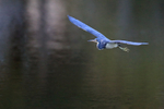 Flying Tricolored Heron, Venice Rookery, Florida