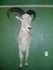 Aoudad - E. Donhauser