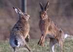 Brown Hare