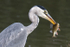Close-up of Grey Heron with a Perch