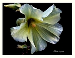Alcea rugosa